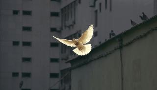 A dove